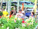 Làng hoa Sa Đéc “thất thủ” vì quá tải lượng khách tham quan Làng hoa Sa Đéc “thất thủ” vì quá tải lượng khách tham quan