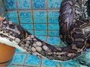 Rùng mình cảnh trăn bị hơn 500 con bọ ve hút máu Rùng mình cảnh trăn bị hơn 500 con bọ ve hút máu