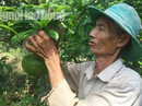 73 tuổi, cụ ông vẫn quán xuyến vườn đào tiên "khủng" tạo hình hồ lô 73 tuổi, cụ ông vẫn quán xuyến vườn đào tiên "khủng" tạo hình hồ lô