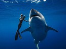 Cá mập trắng “quái vật” bất ngờ xuất hiện ngoài khơi Hawaii Cá mập trắng “quái vật” bất ngờ xuất hiện ngoài khơi Hawaii