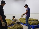 Thị trường Nhật: Dễ mà khó Thị trường Nhật: Dễ mà khó