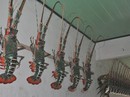Về nơi tôm hùm chỉ để... treo tường! Về nơi tôm hùm chỉ để... treo tường!