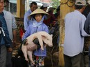 Nghề "độc" ở chợ heo lớn nhất Quảng Nam Nghề "độc" ở chợ heo lớn nhất Quảng Nam