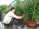 Phập phù hoa kiểng Tết (*): Quyết không bỏ nghề Phập phù hoa kiểng Tết (*): Quyết không bỏ nghề