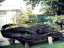 Cụ cây "Động mộc nghênh xuân" giá tiền tỉ, chỉ bán cho người có duyên Cụ cây "Động mộc nghênh xuân" giá tiền tỉ, chỉ bán cho người có duyên