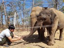 Canh giấc ngủ cho... voi! Canh giấc ngủ cho... voi!