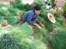 Dân "khóc thét" vì hành lá ở Phú Quốc 150.000 đồng/kg Dân "khóc thét" vì hành lá ở Phú Quốc 150.000 đồng/kg