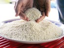 Lạ lùng loại nếp đắng ở Quảng Nam Lạ lùng loại nếp đắng ở Quảng Nam