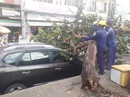 Nha Trang: Cây xanh bật gốc khiến 1 du khách nhập viện Nha Trang: Cây xanh bật gốc khiến 1 du khách nhập viện