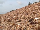 Độc đáo con đê ốc viết dài nhất Việt Nam Độc đáo con đê ốc viết dài nhất Việt Nam