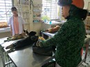 Nhiều người miền Tây mất ngủ vì chó cưng lăn ra chết hàng loạt Nhiều người miền Tây mất ngủ vì chó cưng lăn ra chết hàng loạt