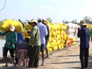 Sớm mua gạo, giải cứu giá lúa Sớm mua gạo, giải cứu giá lúa