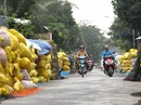 Ngồi chờ... giá lúa tăng Ngồi chờ... giá lúa tăng