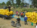 Tiêu thụ lúa gạo ở ĐBSCL: Hợp tác thay vì nhờ giải cứu! Tiêu thụ lúa gạo ở ĐBSCL: Hợp tác thay vì nhờ giải cứu!