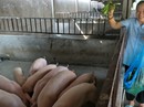 Năm Hợi kể chuyện nuôi heo xưa và nay Năm Hợi kể chuyện nuôi heo xưa và nay