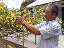 Về miền Tây, ngắm "nhan sắc" lão mai vàng nở hoa tuyệt đẹp Về miền Tây, ngắm "nhan sắc" lão mai vàng nở hoa tuyệt đẹp