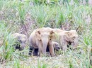 Mùng 3 Tết vào rừng tìm bò, người đàn ông nghi bị đàn voi quật chết Mùng 3 Tết vào rừng tìm bò, người đàn ông nghi bị đàn voi quật chết
