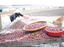 Phải có cà phê đặc sản! Phải có cà phê đặc sản!