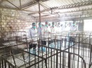Dịch tả heo châu Phi lan rộng ra 15 tỉnh, thành Dịch tả heo châu Phi lan rộng ra 15 tỉnh, thành