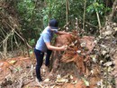 Triệt hạ gỗ quý gần trạm bảo vệ rừng Triệt hạ gỗ quý gần trạm bảo vệ rừng