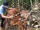 Cách chức, kỷ luật hàng loạt cán bộ vì để "lâm tặc" phá rừng gỗ quý Cách chức, kỷ luật hàng loạt cán bộ vì để "lâm tặc" phá rừng gỗ quý