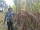 Nông dân không mặn mà với mía Nông dân không mặn mà với mía