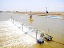 Ngành thủy sản đỏ mắt tìm nguyên liệu Ngành thủy sản đỏ mắt tìm nguyên liệu