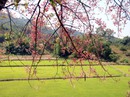 Hoa ô môi nhuộm hồng Cát Tiên đẹp đến nao lòng Hoa ô môi nhuộm hồng Cát Tiên đẹp đến nao lòng