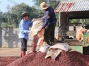 Nâng cao giá trị cà phê Việt Nâng cao giá trị cà phê Việt
