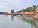 Hoa Anh Đào khoe sắc ở Mỹ Hoa Anh Đào khoe sắc ở Mỹ