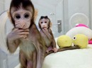 Trung Quốc gây sốc với thí nghiệm "nhân cách hóa" loài khỉ Trung Quốc gây sốc với thí nghiệm "nhân cách hóa" loài khỉ
