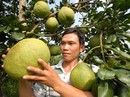 Vực dậy hợp tác xã nông nghiệp Vực dậy hợp tác xã nông nghiệp