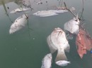 Đà Nẵng: Gần 2 km kênh đổi màu bất thường, kèm hiện tượng cá chết Đà Nẵng: Gần 2 km kênh đổi màu bất thường, kèm hiện tượng cá chết