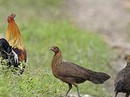 Chết mê với món gà nướng, xé phay trên đỉnh Ma Thiên Lãnh Chết mê với món gà nướng, xé phay trên đỉnh Ma Thiên Lãnh