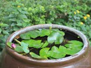 Đưa nhân tình về nhà, 1 đại gia ở Nam Định còn lập mưu hại vợ? Đưa nhân tình về nhà, 1 đại gia ở Nam Định còn lập mưu hại vợ?