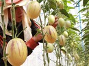 Đưa nông sản sạch Đà Lạt ra thế giới Đưa nông sản sạch Đà Lạt ra thế giới
