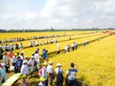 Cánh đồng lớn... hụt hơi! Cánh đồng lớn... hụt hơi!