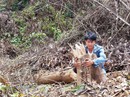 Gần 2 hecta rừng bị phá, chỉ cách kiểm lâm 500m nhưng "không biết"? Gần 2 hecta rừng bị phá, chỉ cách kiểm lâm 500m nhưng "không biết"?
