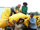 CÁNH ĐỒNG LỚN… HỤT HƠI: Để cánh đồng lớn thật sự lớn CÁNH ĐỒNG LỚN… HỤT HƠI: Để cánh đồng lớn thật sự lớn