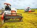 CÁNH ĐỒNG LỚN... HỤT HƠI (*): Mấu chốt là quan hệ doanh nghiệp - nông dân CÁNH ĐỒNG LỚN... HỤT HƠI (*): Mấu chốt là quan hệ doanh nghiệp - nông dân