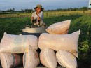Nghẽn đường xuất khẩu gạo sang Trung Quốc Nghẽn đường xuất khẩu gạo sang Trung Quốc