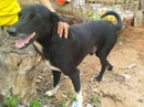 Chú chó 3 chân cứu bé sơ sinh bị mẹ chôn sống Chú chó 3 chân cứu bé sơ sinh bị mẹ chôn sống
