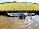 Triển vọng từ mô hình tôm sinh thái - lúa an toàn Triển vọng từ mô hình tôm sinh thái - lúa an toàn