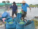 Đảo chiều sản phẩm chủ lực ở ĐBSCL Đảo chiều sản phẩm chủ lực ở ĐBSCL