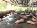 Lại phát hiện thêm ổ dịch tả heo châu Phi ở Hậu Giang Lại phát hiện thêm ổ dịch tả heo châu Phi ở Hậu Giang