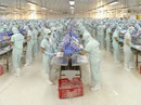 Khai thác nhiều thị trường lạ Khai thác nhiều thị trường lạ