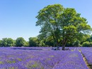 Những cánh đồng lavender nổi tiếng thế giới Những cánh đồng lavender nổi tiếng thế giới