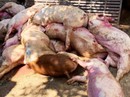 Dịch tả heo châu Phi đang tăng tốc, Đồng Tháp công bố đường dây nóng Dịch tả heo châu Phi đang tăng tốc, Đồng Tháp công bố đường dây nóng
