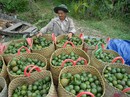 Lo doanh nghiệp đuối sức trong RCEP Lo doanh nghiệp đuối sức trong RCEP