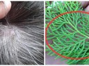 Tóc bạc 10 năm cũng nhanh chóng đen bóng trở lại Tóc bạc 10 năm cũng nhanh chóng đen bóng trở lại